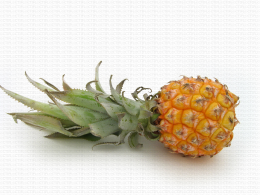 Ananas Victoria, symptôme de couronne déshydratée et fruit de très petit calibre
